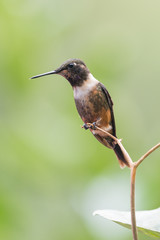 Talamanca hummingbird or admirable hummingbird (Eugenes spectabilis) is a large hummingbird. The admirable hummingbird's range is Costa Rica to Panama