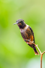 Talamanca hummingbird or admirable hummingbird (Eugenes spectabilis) is a large hummingbird. The admirable hummingbird's range is Costa Rica to Panama