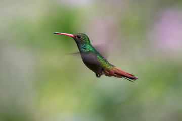 Talamanca hummingbird or admirable hummingbird (Eugenes spectabilis) is a large hummingbird. The admirable hummingbird's range is Costa Rica to Panama