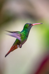 Fototapeta premium Talamanca hummingbird or admirable hummingbird (Eugenes spectabilis) is a large hummingbird. The admirable hummingbird's range is Costa Rica to Panama