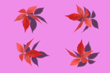 Fototapeta na wymiar wild grape leaves with shadow isolated on pink background