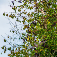 A pigeon perched on a branch eats berries from a tree