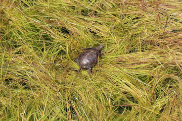 water turtles in the pool