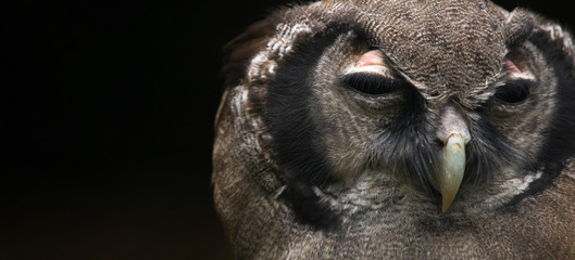 Gufo notturno che dorme - ritratto alla fauna selvatica