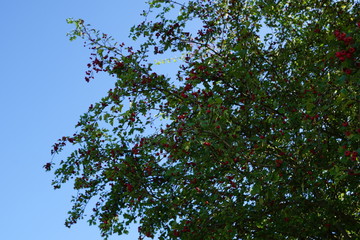 Park in Heepen-Bielefeld Ölteich