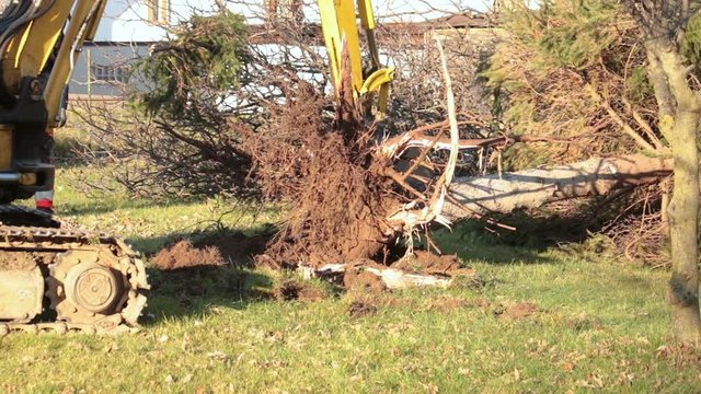 uproot a tree with machine, excavator removing the roots of a fir