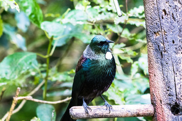 New Zealand Tui singing in a tree