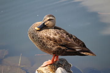 湖の岸辺に立つカルガモ