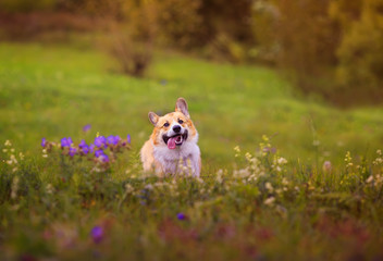 cute charming puppy dog Corgi runs merrily through the blooming summer Sunny meadow sticking out his pink tongue
