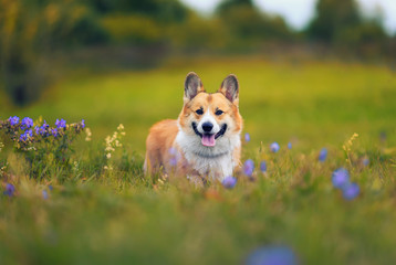 cute charming puppy dog Corgi fun walks through the blooming summer Sunny glade sticking out his pink tongue © nataba