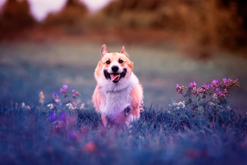  cute adorable puppy dog Corgi merrily runs on a blossoming lilac Sunny summer meadow with her pink tongue
