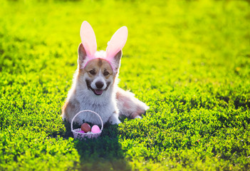 puppy dog red Corgi lying in the bright green grass in funny pink rabbit ears with a basket of bright colored eggs on Easter cards