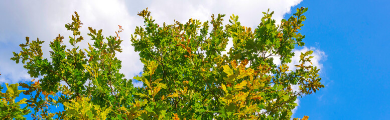 Forest below a blue cloudy sky in summer