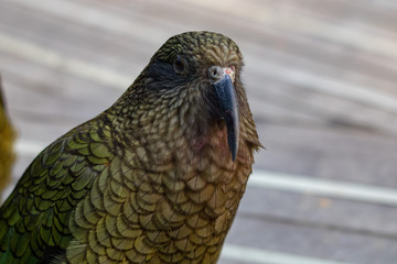 Cheeky Kea playing in a walk through aviary