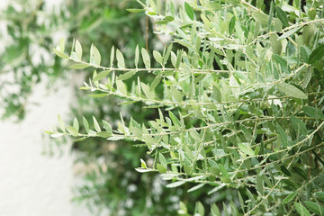 Raindrops on olive branches, floral background