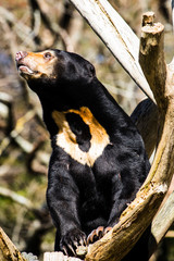 Sun bear reaching out to the light