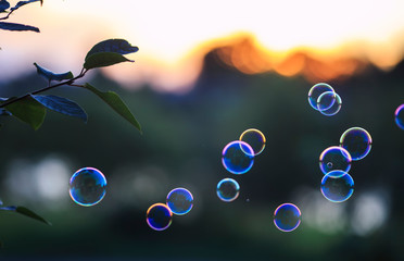 beautiful shiny soap bubbles flying over sunset purple bright sky in summer Park