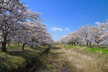 笹原川千本桜（福島県・郡山市）