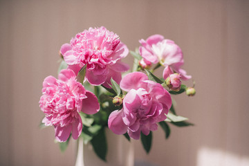 Pink pions on the vase