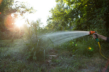 Naklejka premium Watering a plants gardening care concept, watering hose in a hand on garden background
