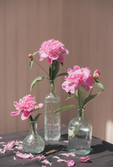 Pink pions on the vase