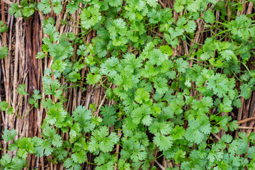Organic coriander cultivation for safe consumption.