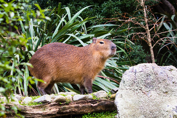 Capybara enjoying the winter sun light in the open
