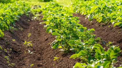 Potato field with green shoots of potatoes. Green leaves of young potatoes grow on beds in ground in garden. Agriculture, organic cultivation of potatoes in spring, summer.