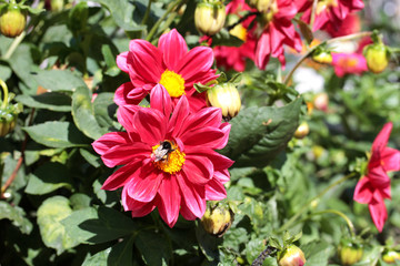 pink dahlia mignon and a bee