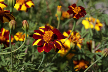 signet marigold harlequin