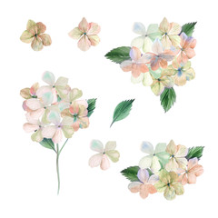 Watercolor peach dry hyadrangea floral bouquet. Could be used for wedding invites, engagement cards and other romantic events.