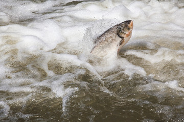 fish jump fresh water background 