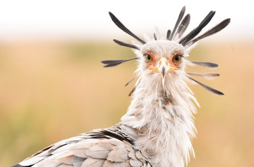 Secretary Bird Nairobi National Park