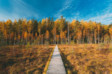 Fototapeta na wymiar Belarus, Berezinsky Biosphere Reserve. Wooden path way pathway from marsh swamp to forest In Autumn Sunny Day