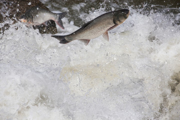 fish jump fresh water background 