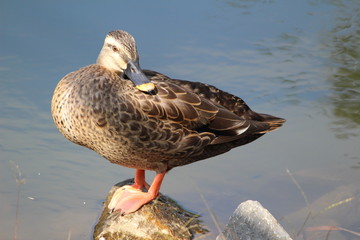 湖の岸辺に立つカルガモ