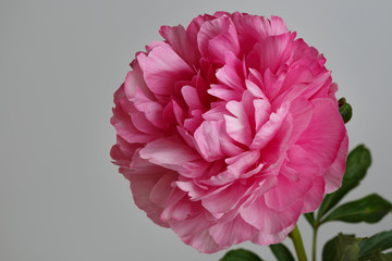 Pink peony isolated on a gray background.