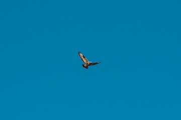 Fototapeta premium Common Buzzard Or Buteo Buteo Wild Bird Flies In Winter Sky. Wild Bird Medium-to-large Bird Of Prey Whose Range Covers Most Of Europe And Extends Into Asia