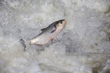 fish jump fresh water background 