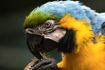 pappagallo tropicale con piume blu verdi e gialle