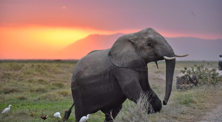 Elephant in Amboseli at sunset