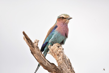 Obraz premium Lilac Breasted Roller in Tsavo West