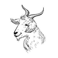 Hand drawn vector goat head 