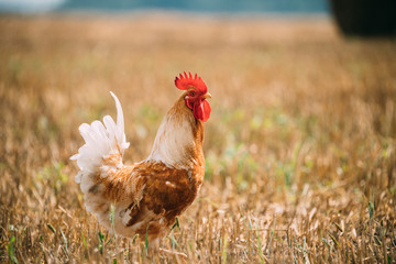 Brown Red Chicken Rooster Hen Walking In Straw Field