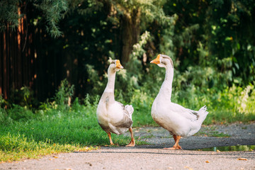 Two White Farm Geese Goose Walking In Farm Yard In The Countryside