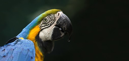 Pappagallo tropicale con piume blu verdi e gialle su fondo sfocato scuro