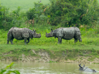 Fototapeta premium Rhino