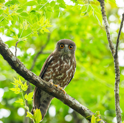 owl