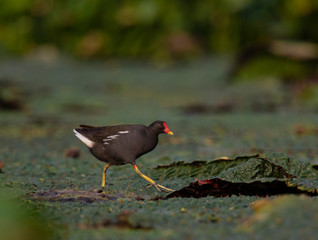 Moorhens 