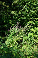 Fototapeta premium nature